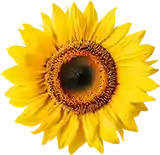 Planta al pie de la página