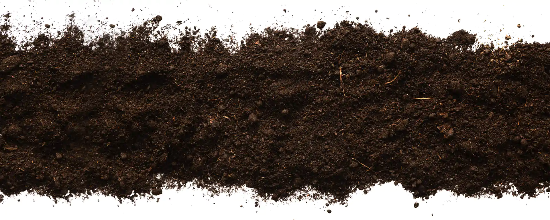 Banner DevRoots Servicios